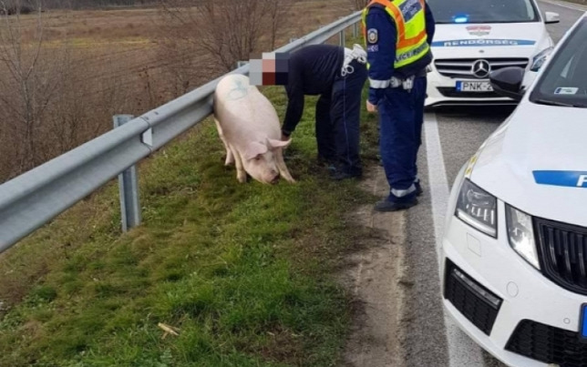 Leugrott egy disznó egy utánfutóról az 55-ös úton