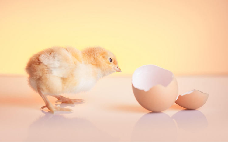 A keltetésre alkalmas tojások jellemzői