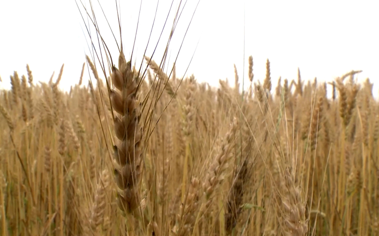 Megkezdődtek az aratások