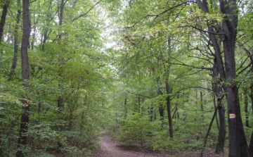 Lefejezett holttestet találtak a János-hegyen