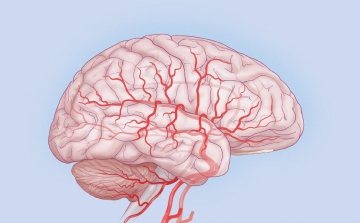 Kutatók sikeresen hallgatták le az agyhullámokat