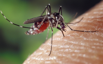 Több, mint 50 településen írják a szúnyogokat megyénkben