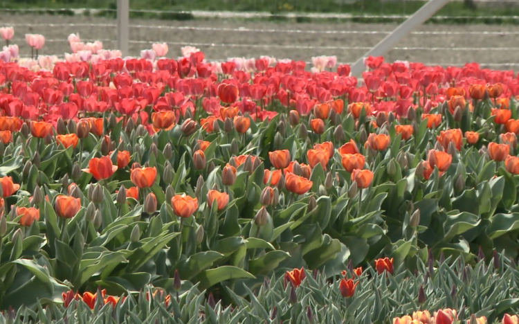 Színes tulipánok Győrladaméron