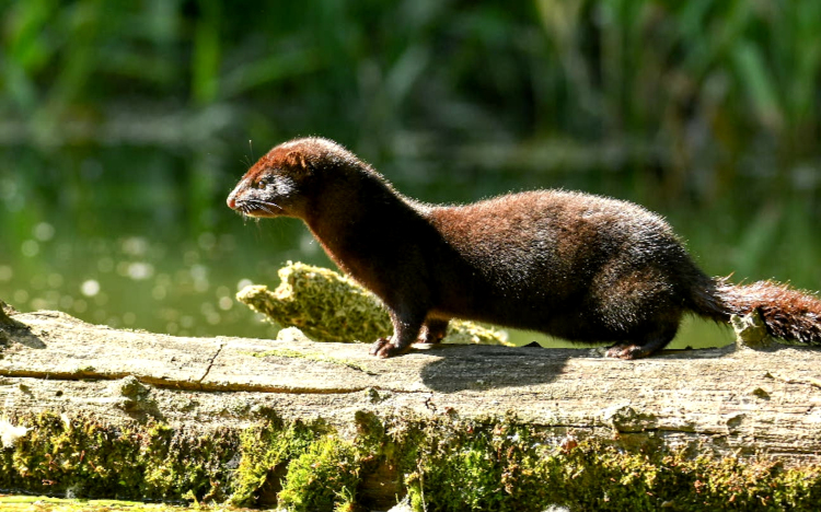 Szenzációs képeket készít a szigetközi fotós