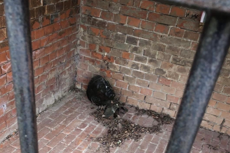 Elképesztő! Ellopták a Radnóti szobrot, csak a fejét hagyták hátra