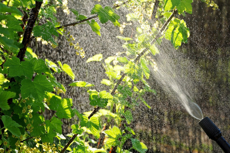 Permetezik a fákat Győrben csütörtök és péntek este