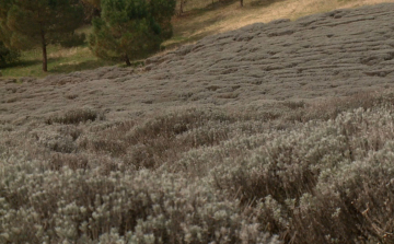 Fűben, fában orvosság