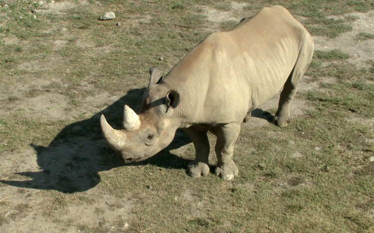 Ma van az orrszarvúak világnapja