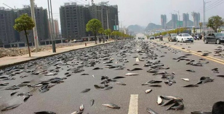 Égből pottyant halak Mexikóban 