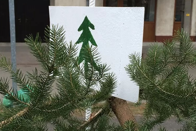 Több, mint 110 helyen gyűjtik a fenyőket Győrben