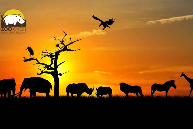 Idén is lesz Állatkertek Éjszakája