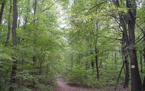 Lefejezett holttestet találtak a János-hegyen