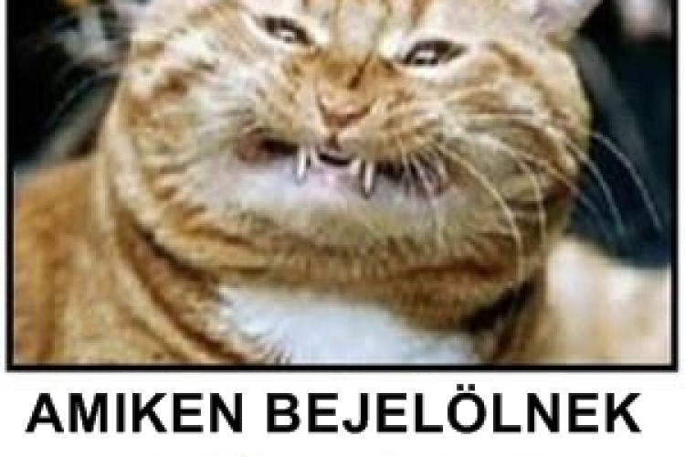 Facebook igazság - Profilkép és amiken bejelölnek 