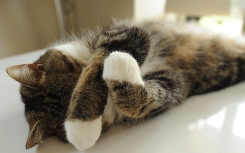 Börtönbe mobiltelefont csempésző macskát értek tetten