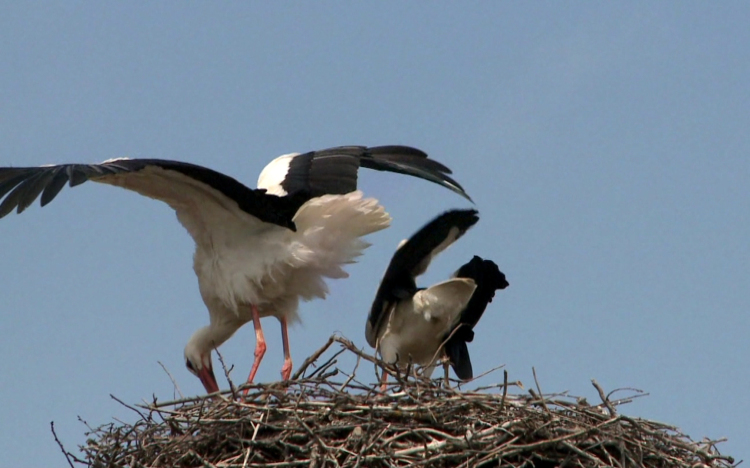 Sok gólyafióka kelt ki idén