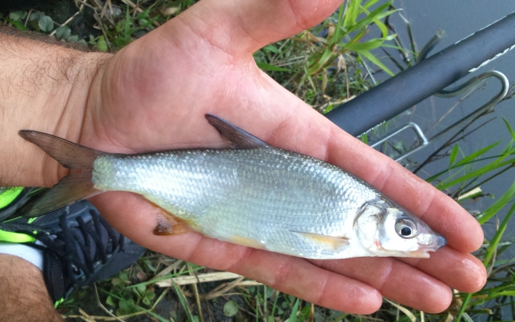 Tavaszi keszegezés álló-és/vagy folyóvízen