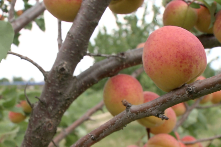 Drága, de legalább van sárgabarack