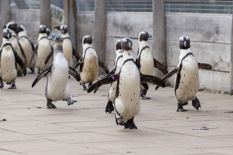 Jön az állati szerelmek hétvégéje