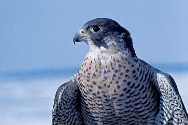 2018-ban az év madara a Vándorsólyom