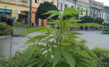 Kender növögetett Eperjes főterén