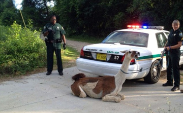 Elszökött láma tapostott meg és köpött egy rendőrre