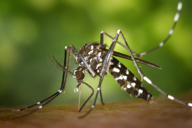 Kémiai szúnyoggyérítés lesz Győr egész területén