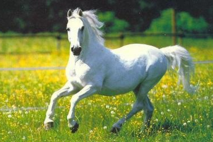 Lóhúsbotrány - Román élelmiszeripari szakemberek elutasítják a vádakat