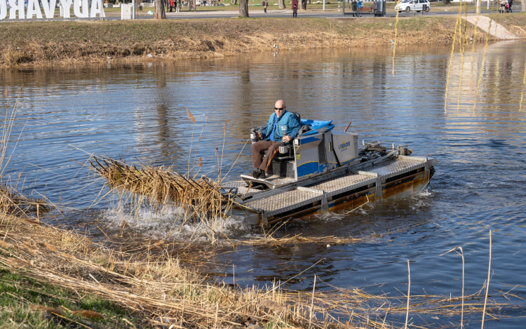 Elkezdődött a nádvágás Győrben