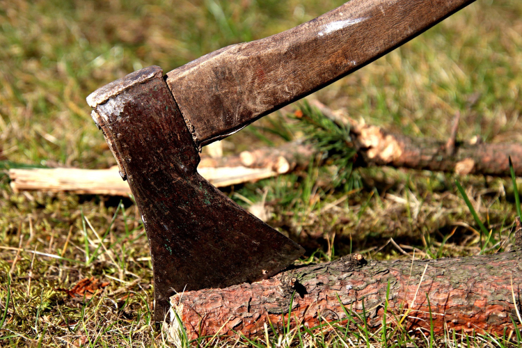 Karácsony előtt loptak el 39 fenyőfát – Most emeltek vádat az ügyben