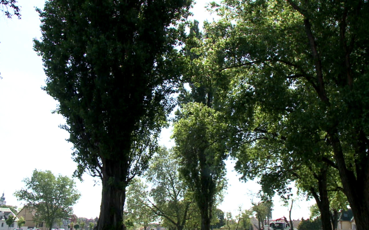 Elővigyázatosan a kullancsokkal