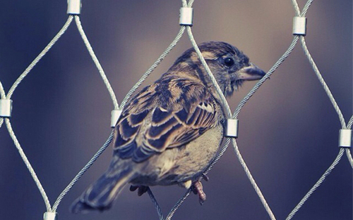 Az enyhe tél is veszélyes lehet a madárvilág számára