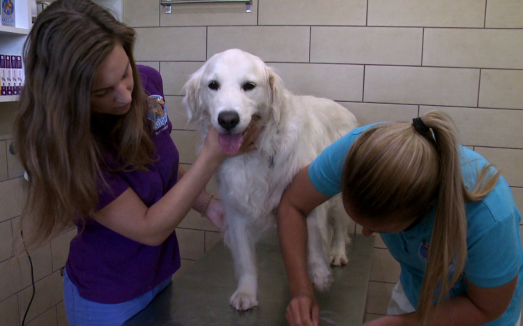 Nyáron fokozott figyelmet igényelnek a házi kedvencek