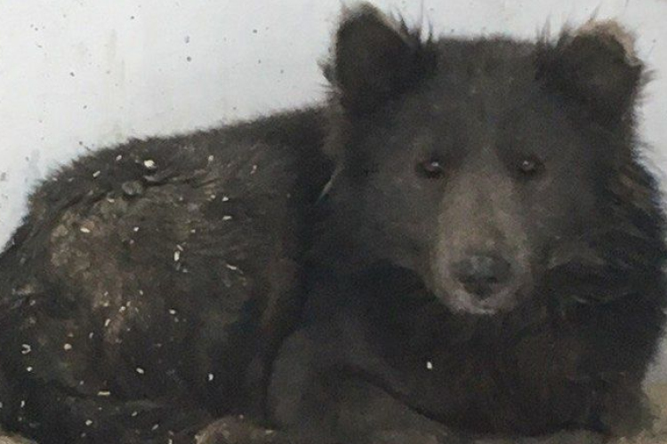 Medvekutyát fotóztak le Oroszországban