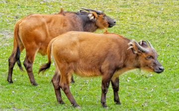 ÚJ LAKÓK AZ ÁLLATKERT AFRIKA KIFUTÓJÁBAN