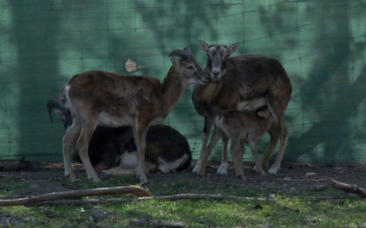 Állati programok Húsvétkor