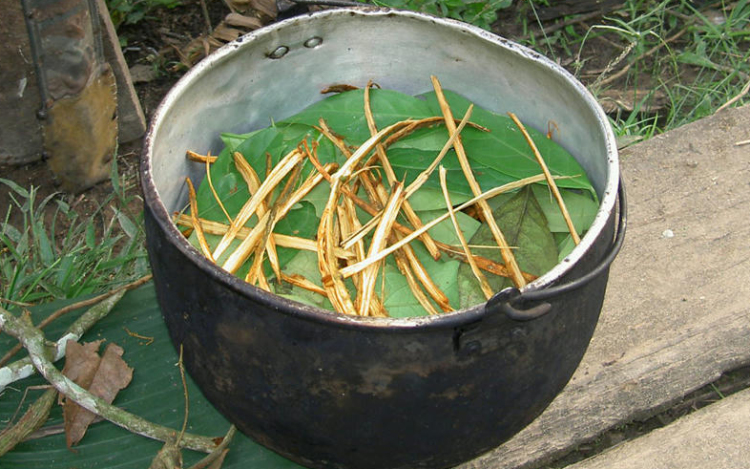 Feltérképezték az ayahuasca-főzet agyműködésre gyakorolt hatását