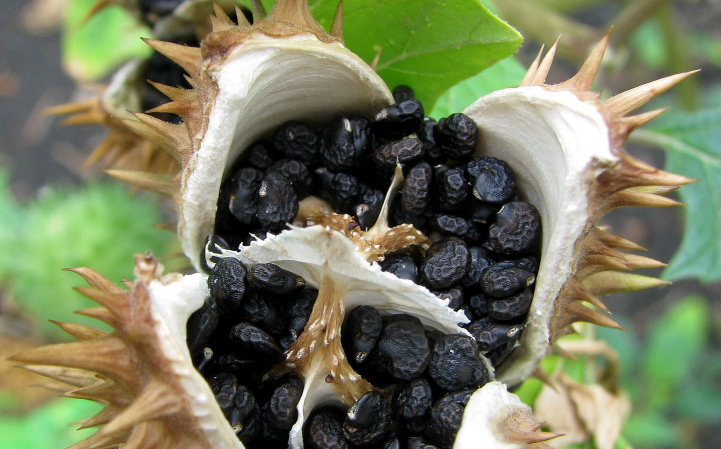 Veszélyes fűszerköményre bukkant a Nébih