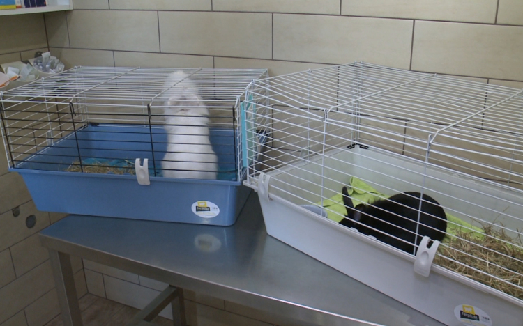 Ne nyulat válasszunk első kedvencnek