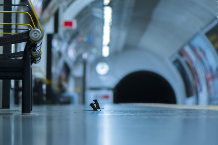 A nap fotója: Verekedő egereket kaptak lencsevégre a metróban
