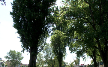 Elővigyázatosan a kullancsokkal