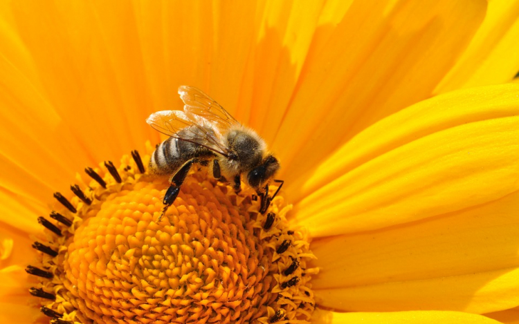 Összegyűltek a magyar aláírások a méhek megmentését célzó európai kezdeményezéshez 
