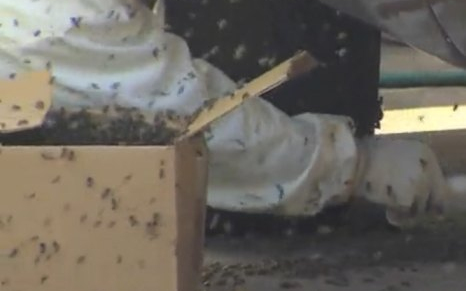 Darázsfészekkel akart szexelni, de belehalt