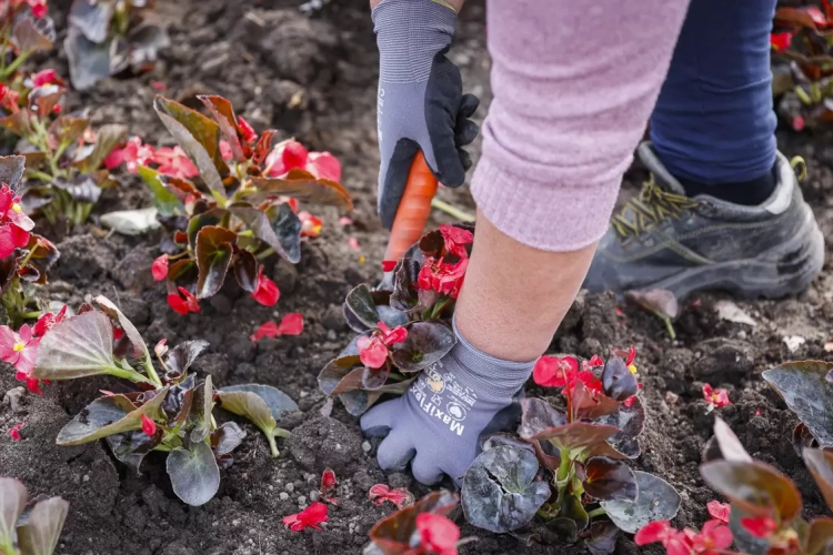 Megkezdődött az egynyári virágok ültetése Győrben is