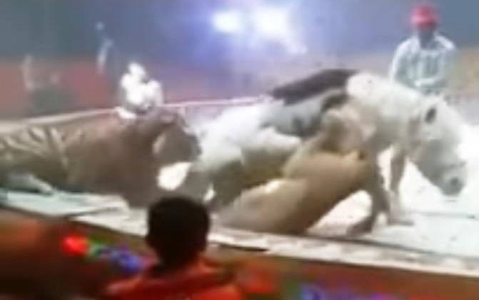 Cirkuszban támadt lóra a tigris és az oroszlán