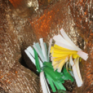 2018.11.24.Mamma Mia Szingli Party Dj:Balage&Solymi Conga Fotók:árpika