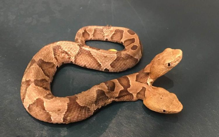 Rémálom: kétfejű kígyóval találkozott a kertjében egy nő