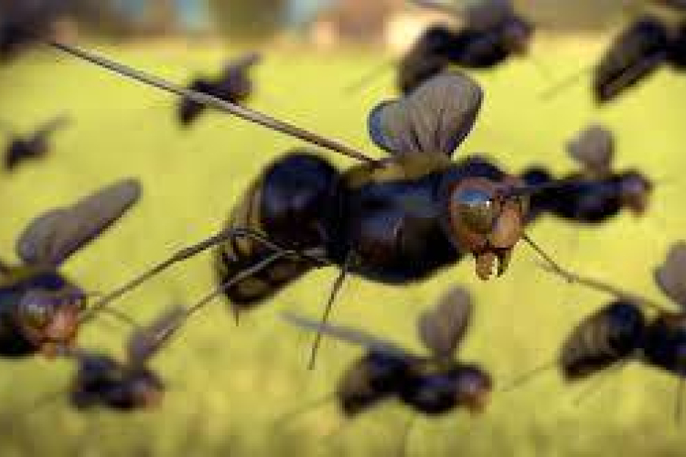 Rovarszámlálás zajlik Németországban