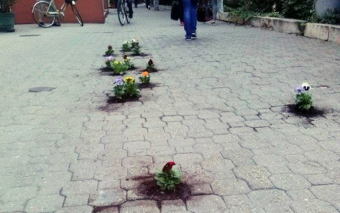 Frissen ültetett árvácskák a belvárosi járdán