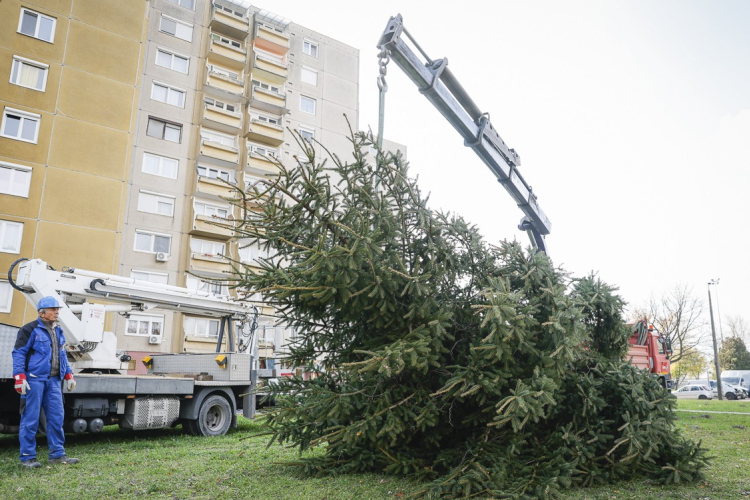 Megkezdődött a Mindenki karácsonyfáinak felállítása Győrben