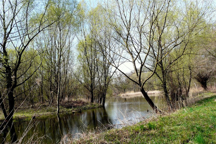Vízből mentettek ki egy nőt Győr határában